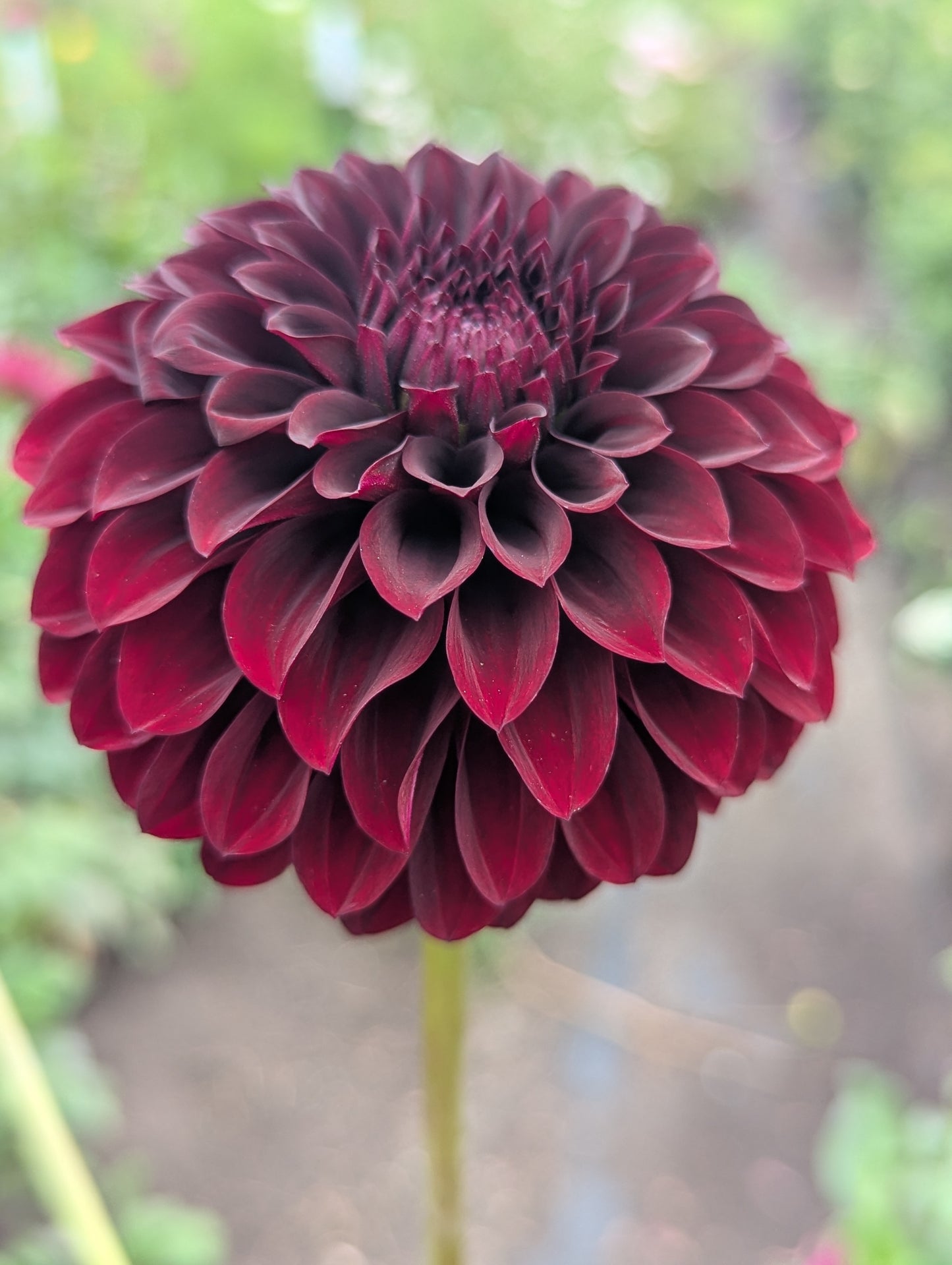 Kennedy Hill Morticia