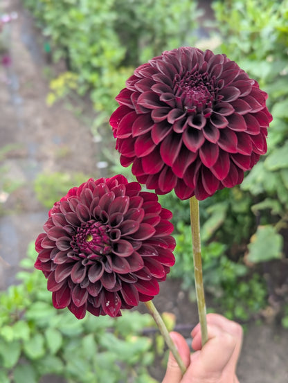 Kennedy Hill Morticia