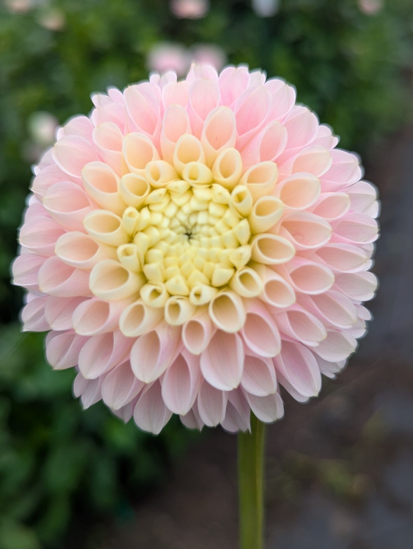 Hollyhill Pollyanna