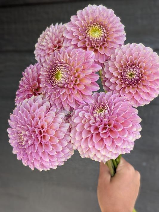 Skipley Spot of Gold