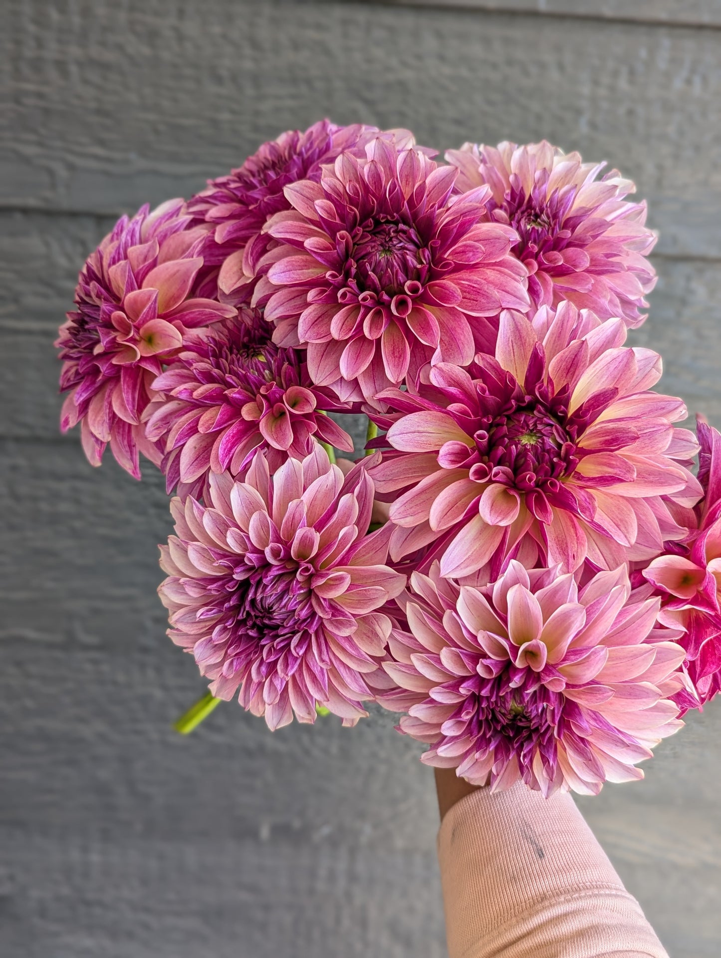 KAs® Cafe Mauve - Limit 1