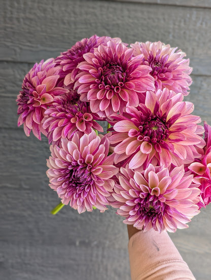 KAs® Cafe Mauve - Limit 1