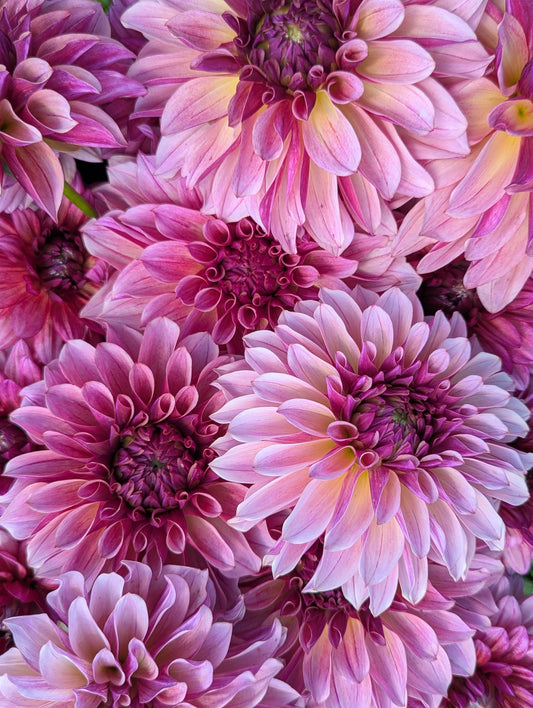 KAs® Cafe Mauve - Limit 1