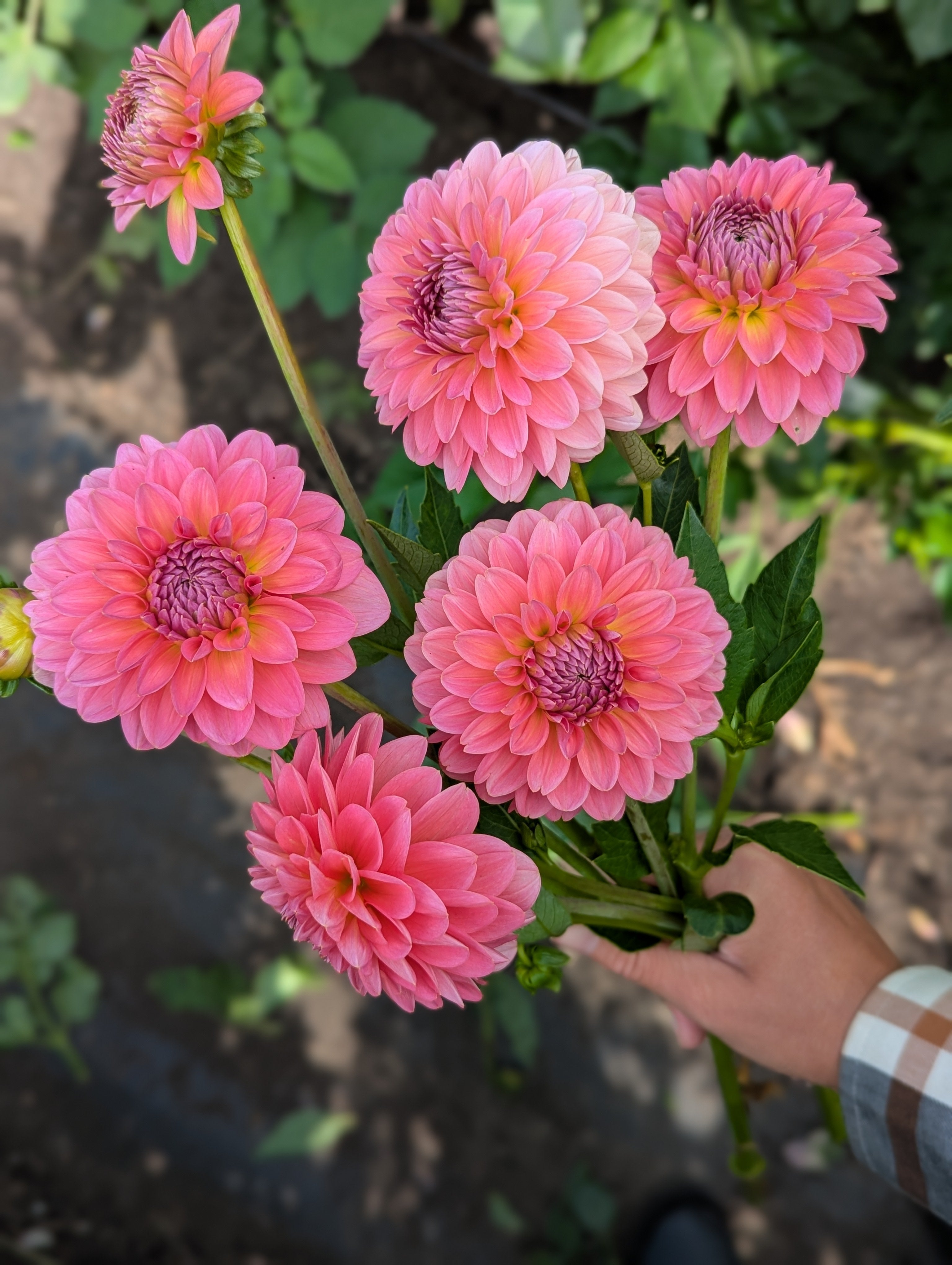 Pink Runner – Flora's Garden