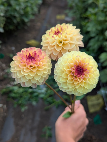 Wine Eyed Jill Yellow