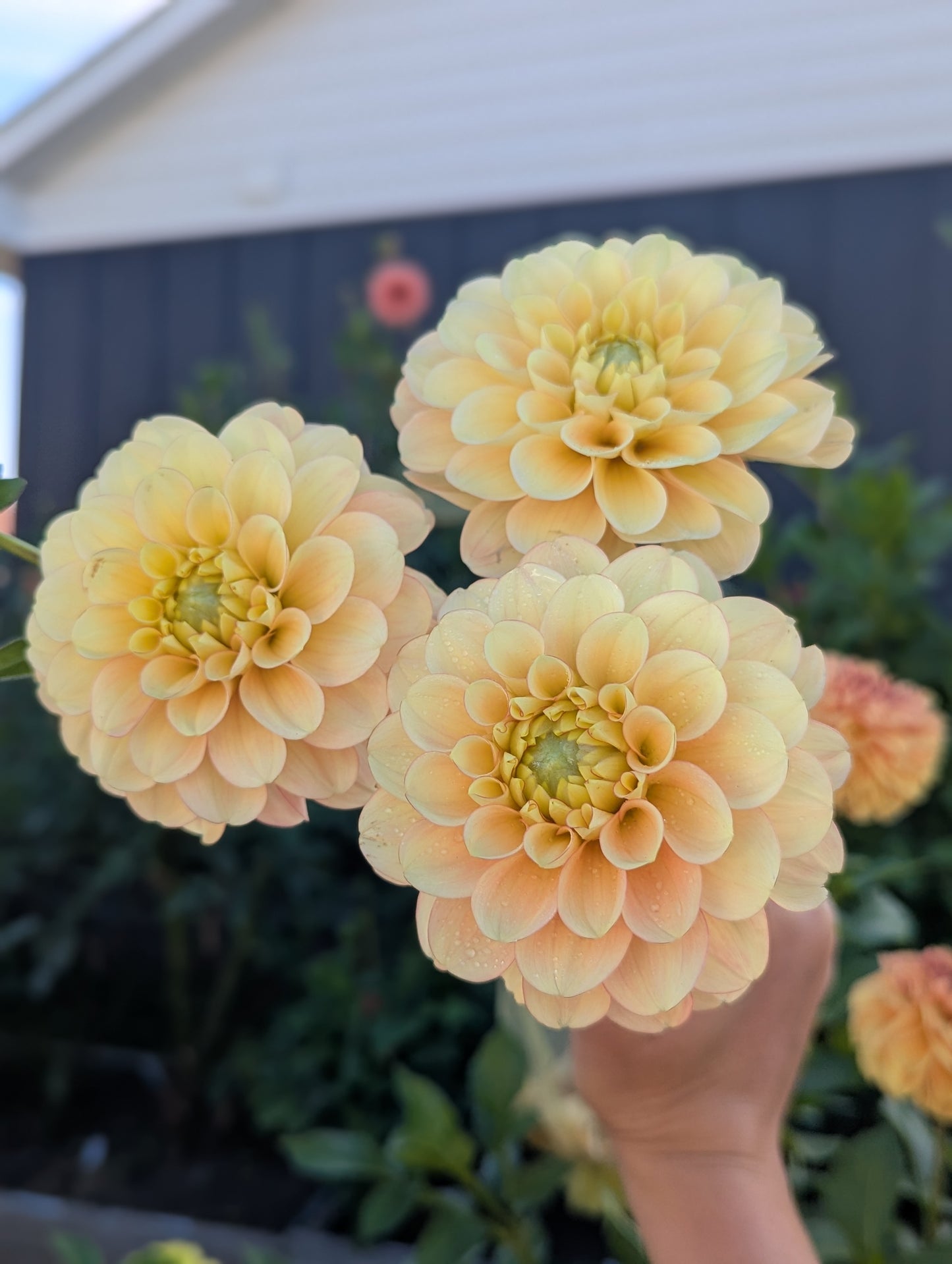 Burfoot Eva (Limit 1)