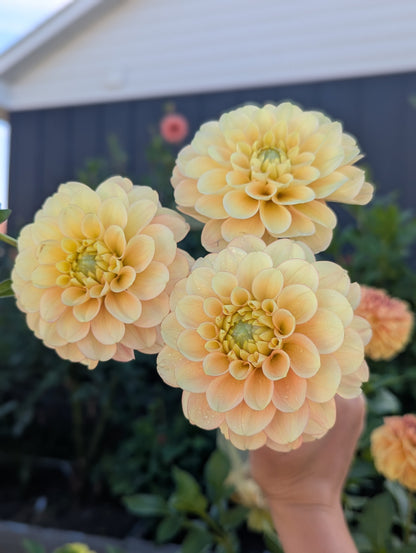 Burfoot Eva (Limit 1)