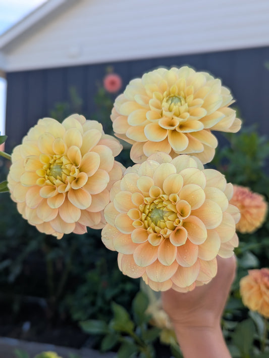 Burfoot Eva (Limit 1)