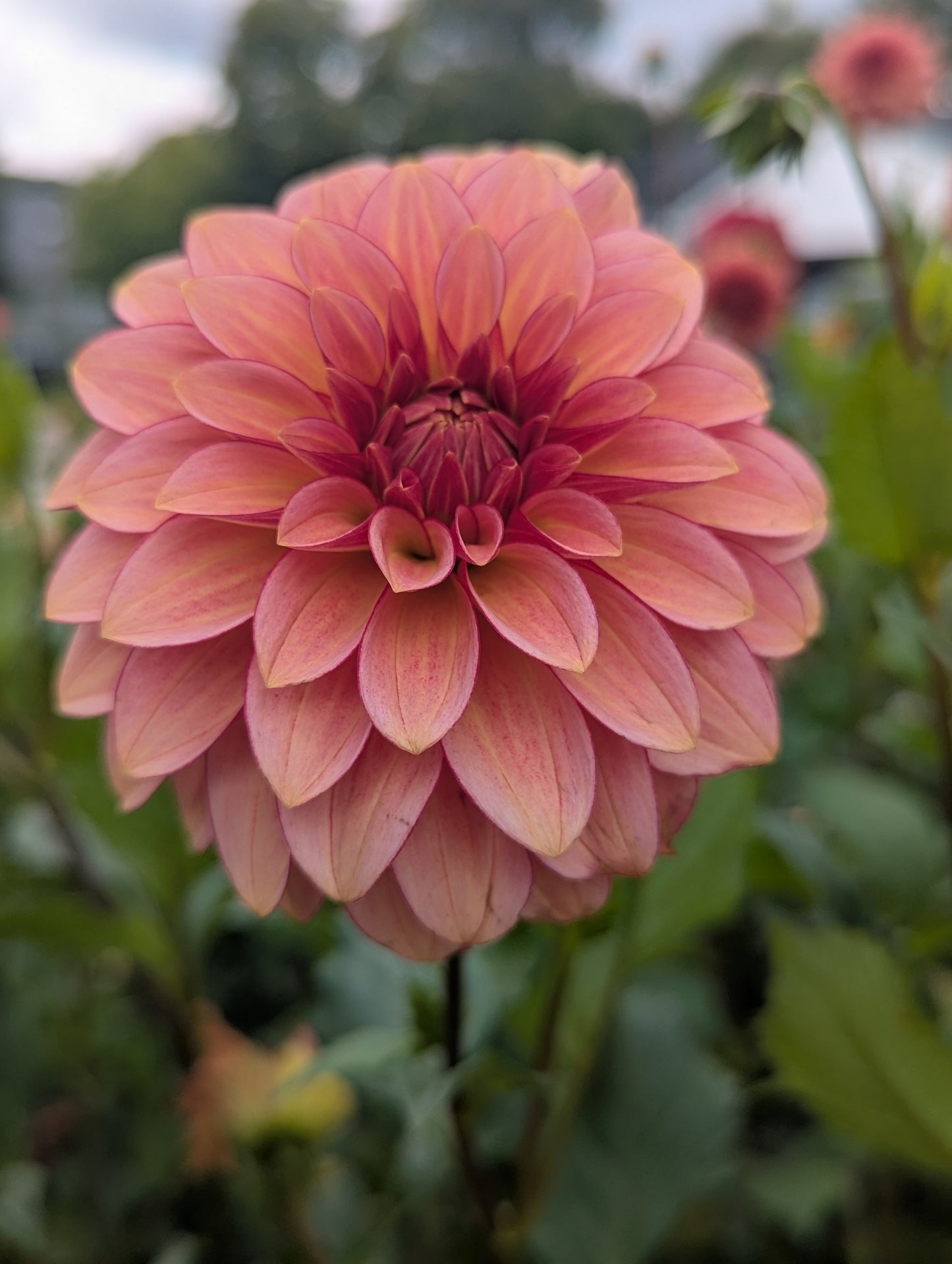 RM Raspberry Twinkle