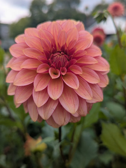 RM Raspberry Twinkle