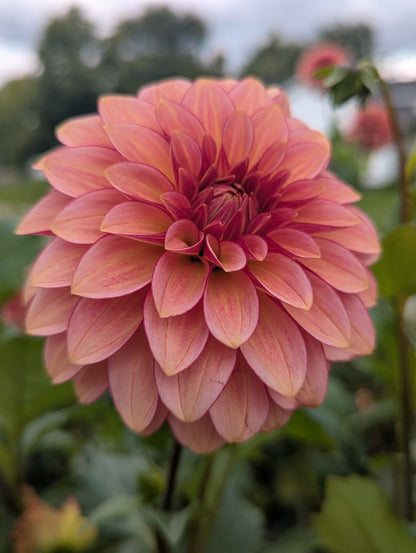 RM Raspberry Twinkle