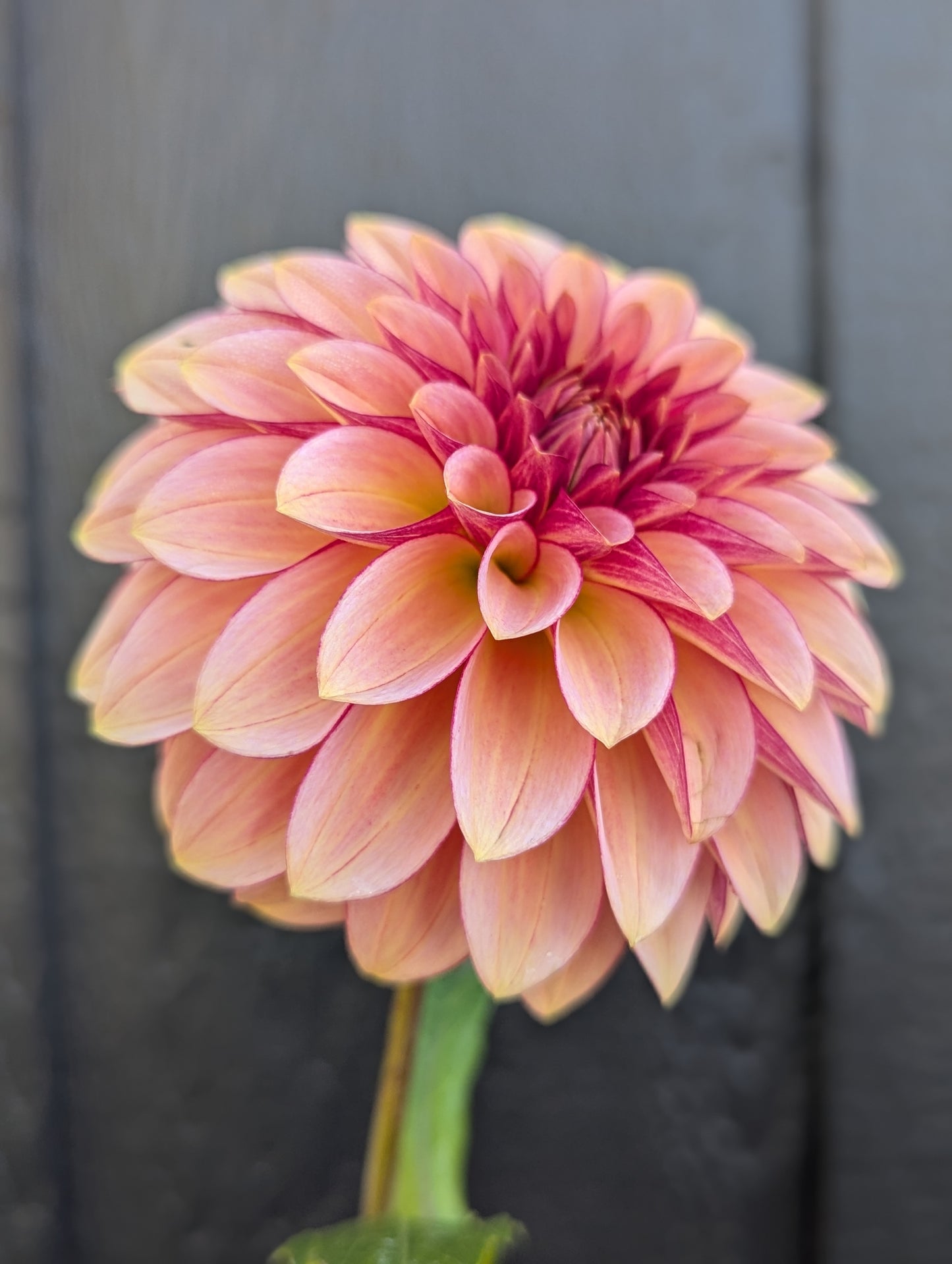 RM Raspberry Twinkle