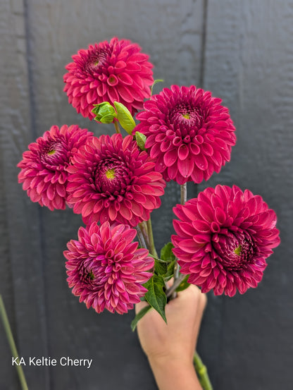 Premium Named Parent