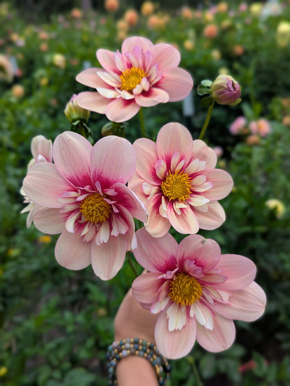 Rhubarb and Custard- Limit 1