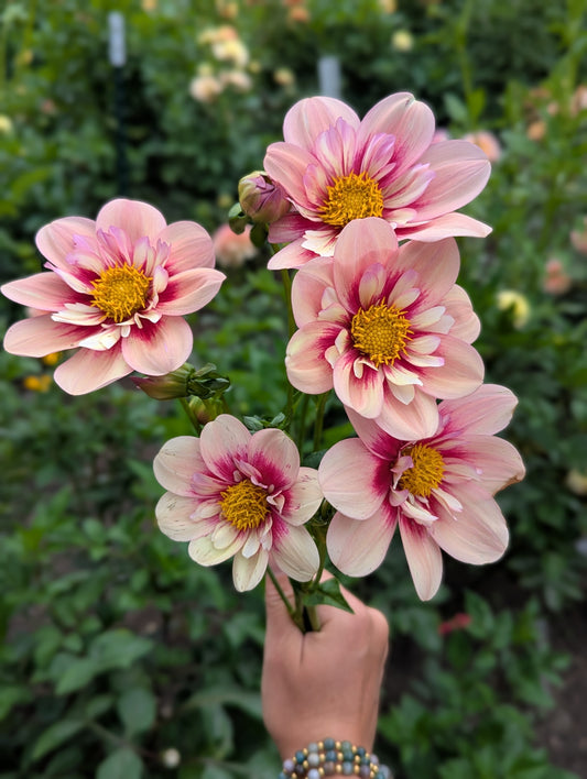 Rhubarb and Custard- Limit 1