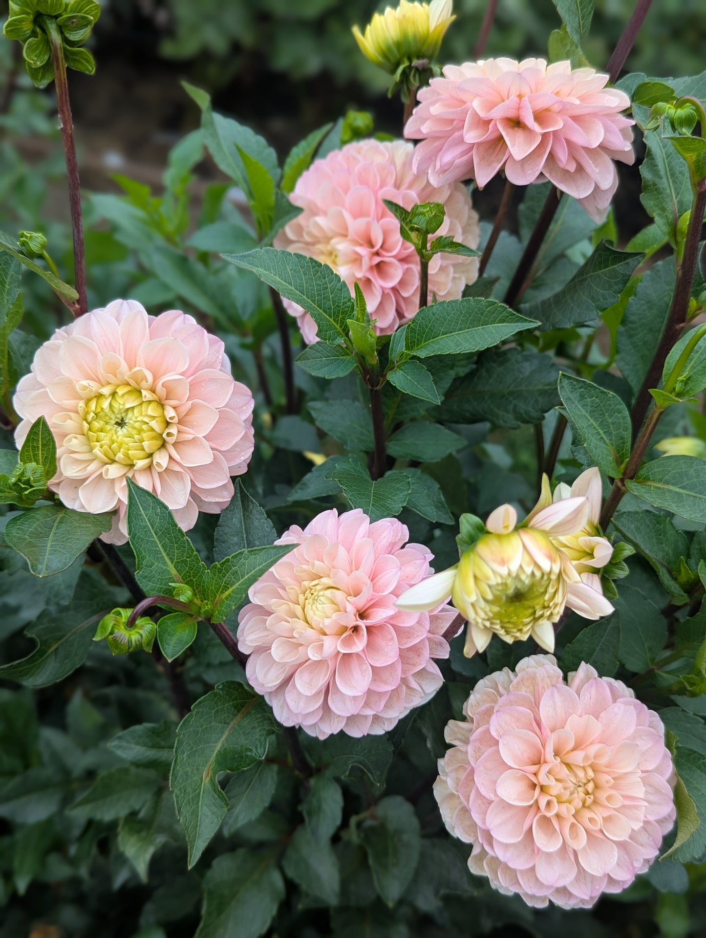 Levi's Revenant- Limit 1