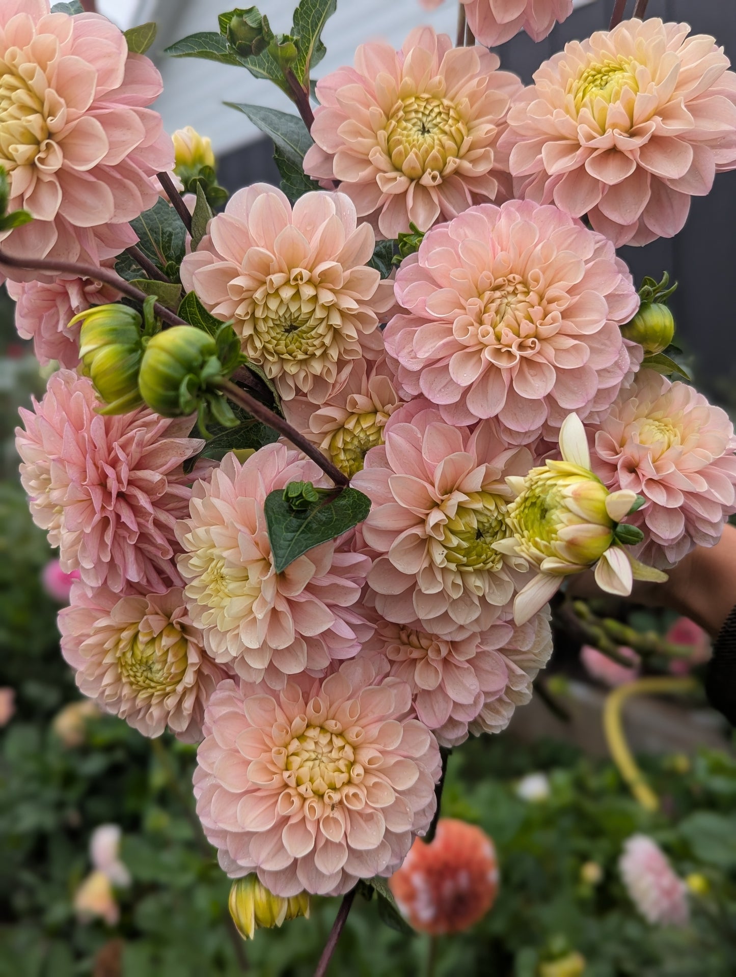 Levi's Revenant- Limit 1