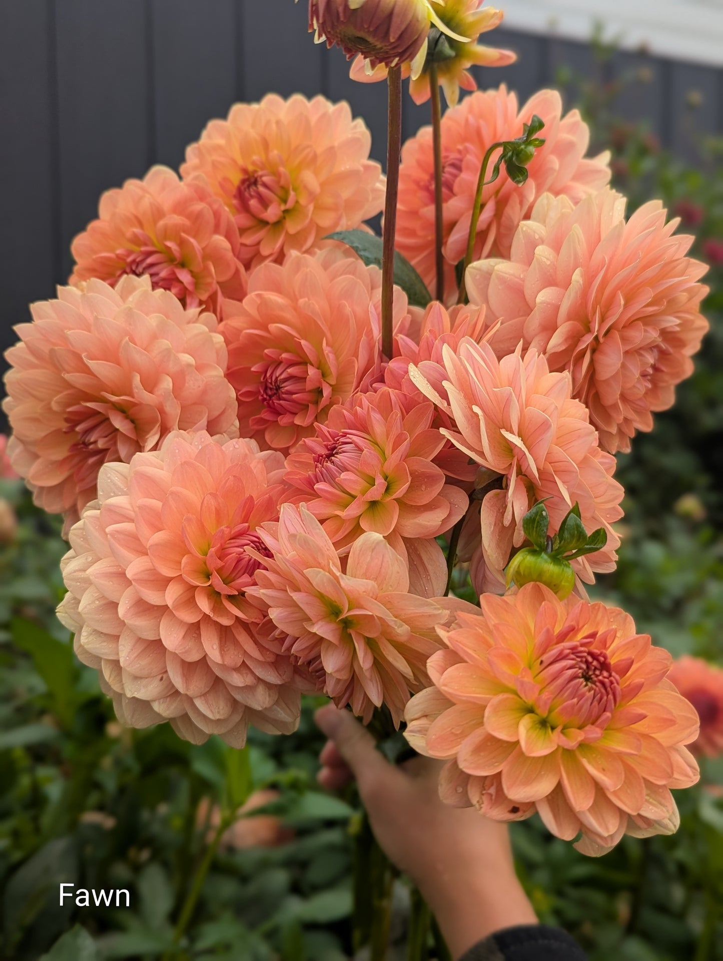 Premium Named Parent