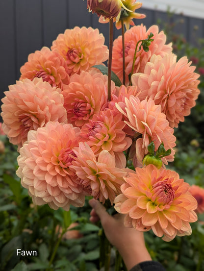 Premium Named Parent