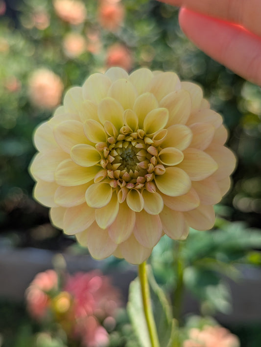 Florelie Fruit Tingle 🇦🇺