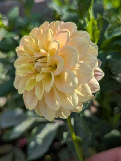 Florelie Fruit Tingle 🇦🇺