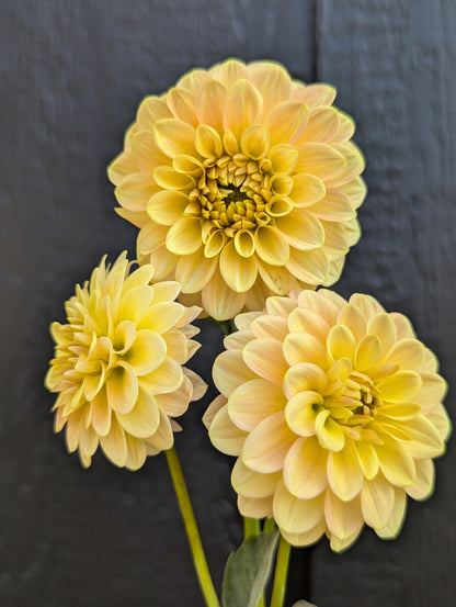 Florelie Fruit Tingle 🇦🇺