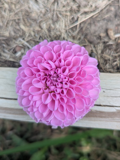 20th Ave Morning Mist