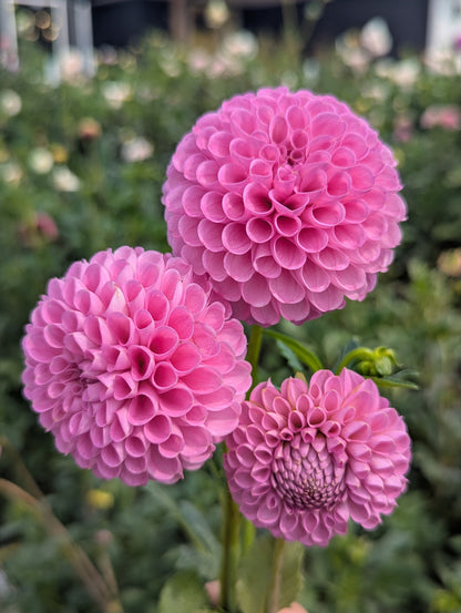 20th Ave Morning Mist