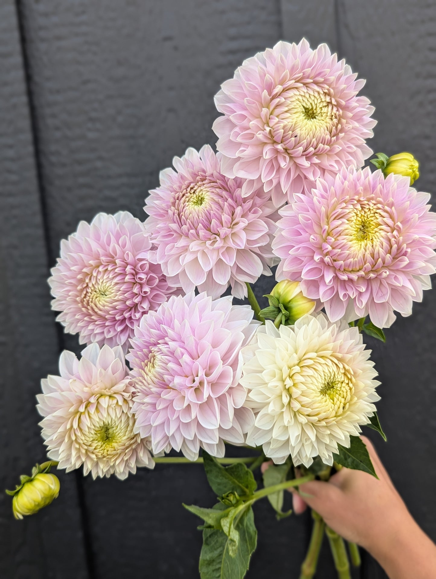 Miss Anne Francis - Limit 1