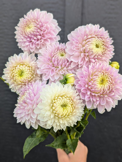 Miss Anne Francis - Limit 1