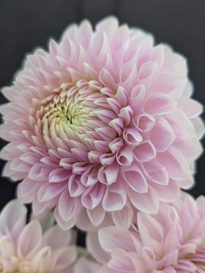 Miss Anne Francis - Limit 1