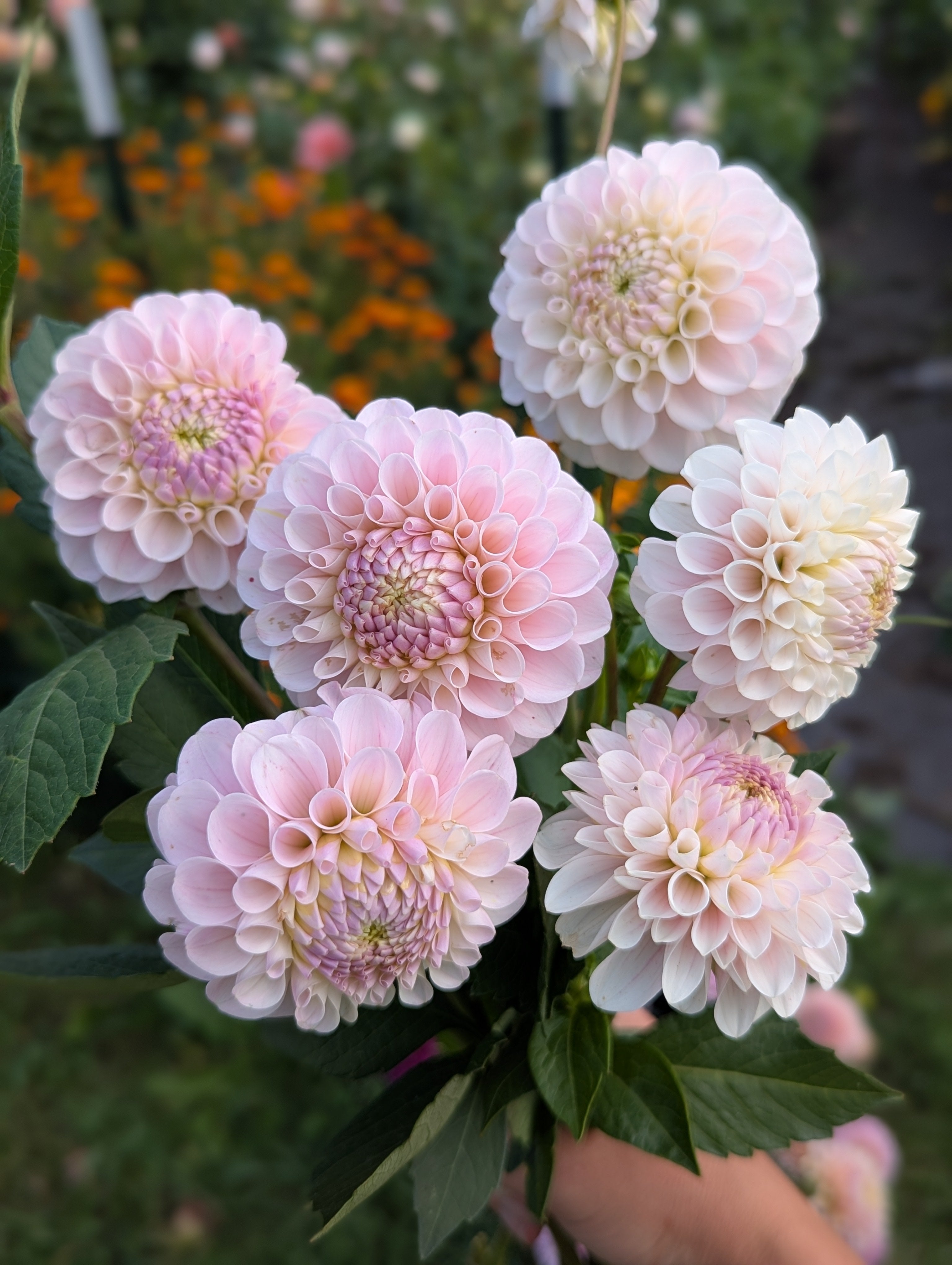 20th Ave Memory – Flora's Garden