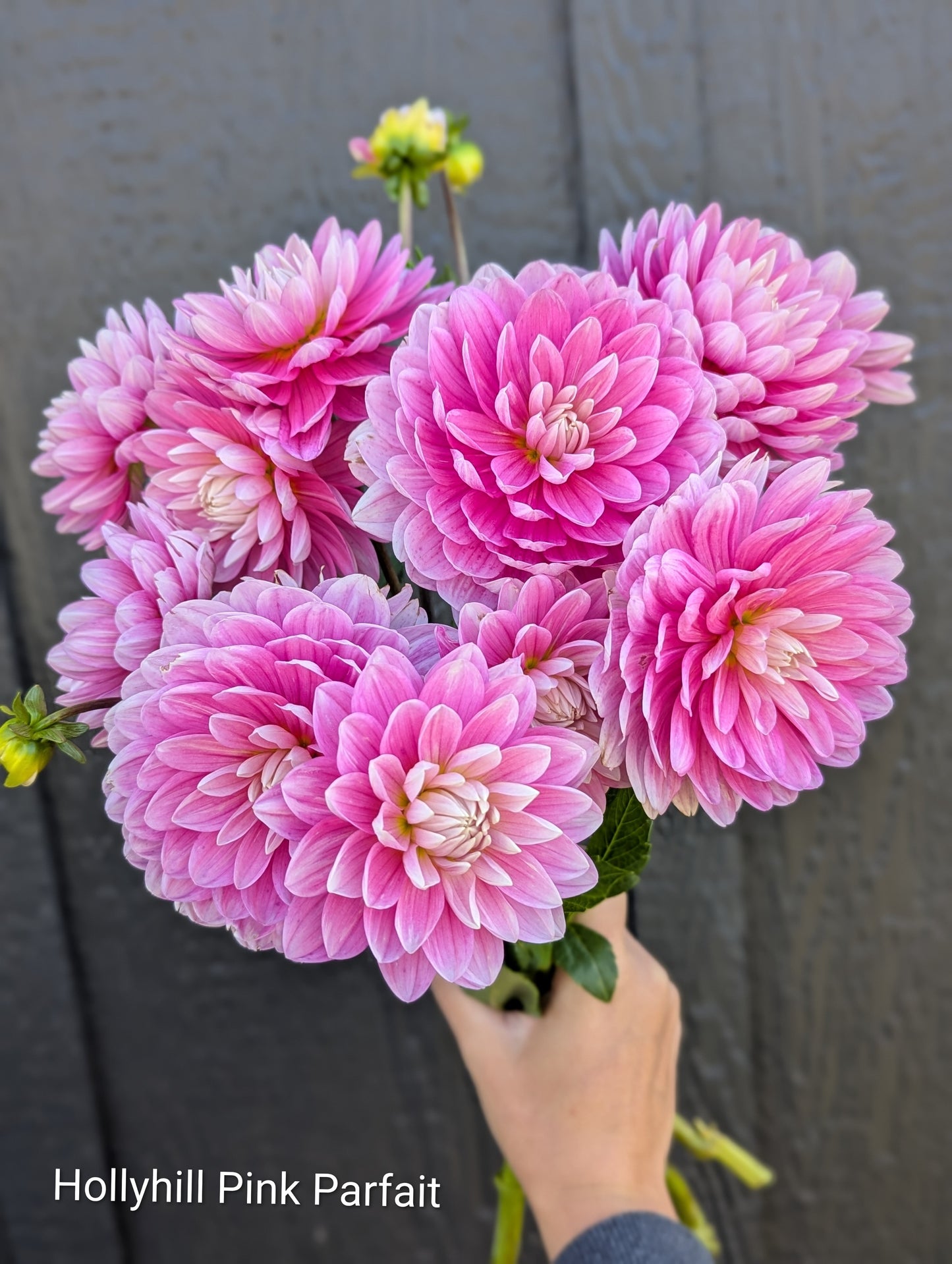 Premium Named Parent