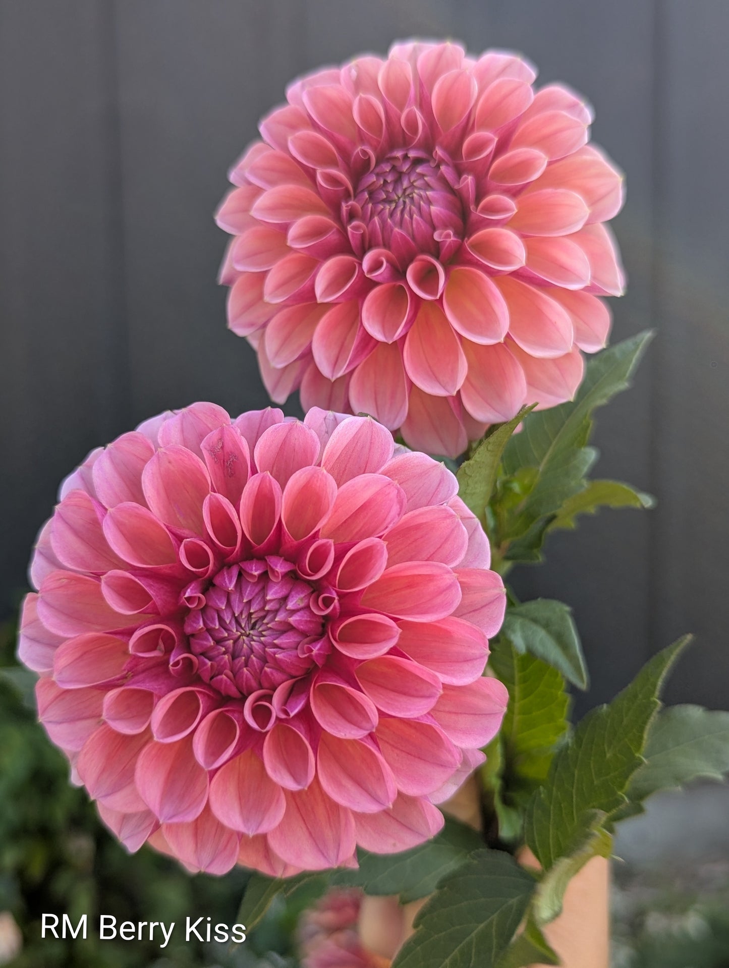 Premium Named Parent