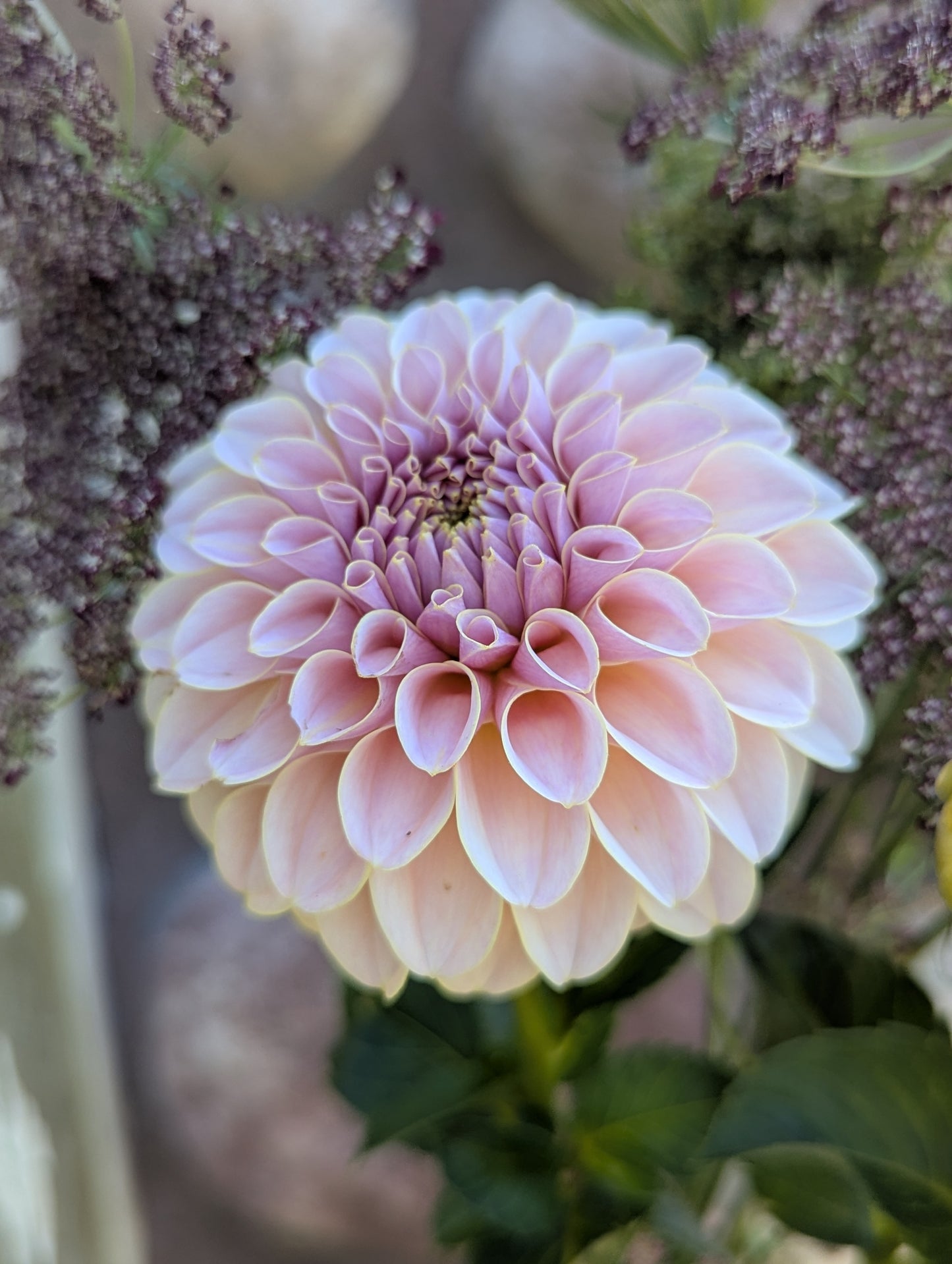KA's® Cinder Rose