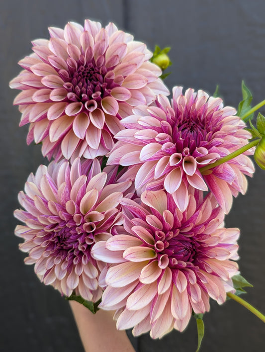 KAs® Cafe Mauve - Limit 1