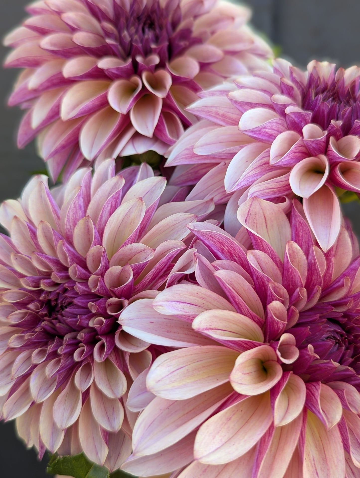 KAs® Cafe Mauve - Limit 1