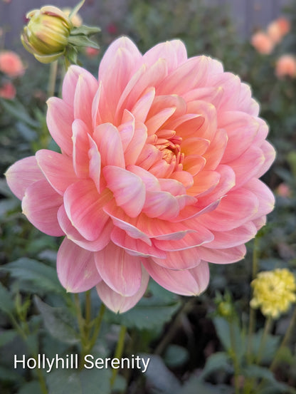 Premium Named Parent