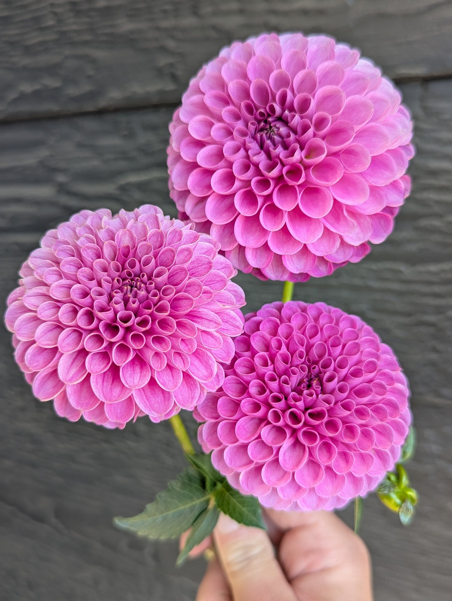 20th Ave Morning Mist