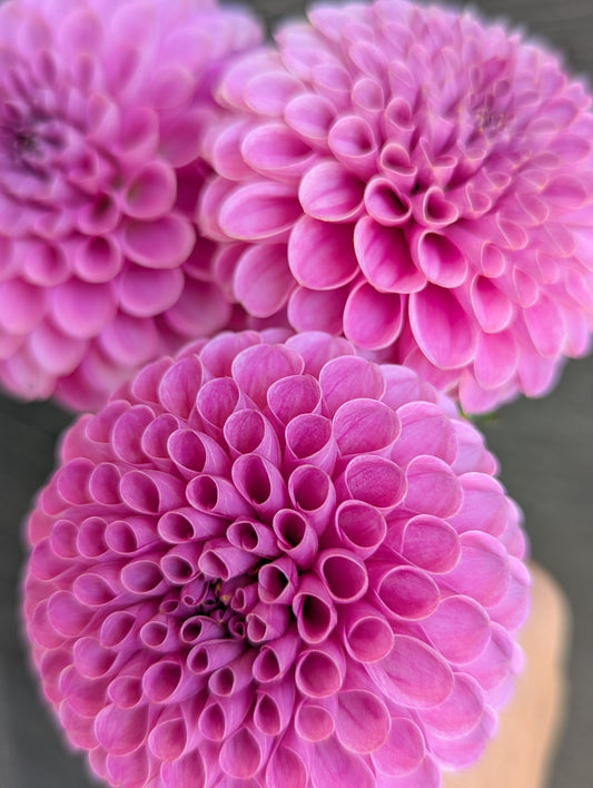 20th Ave Morning Mist