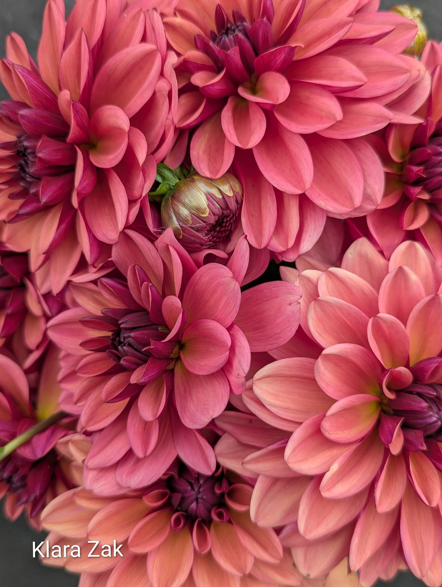 Premium Named Parent