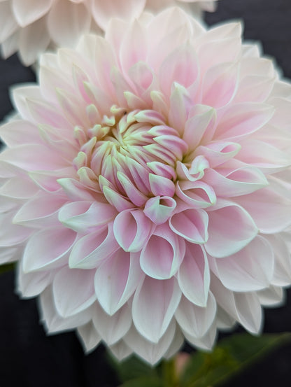 Miss Anne Francis - Limit 1