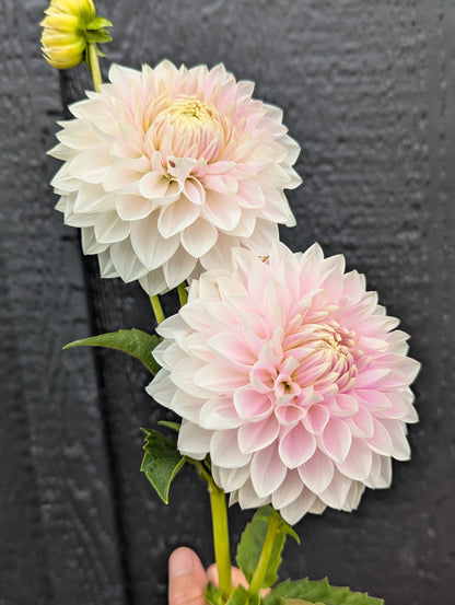 Miss Anne Francis - Limit 1