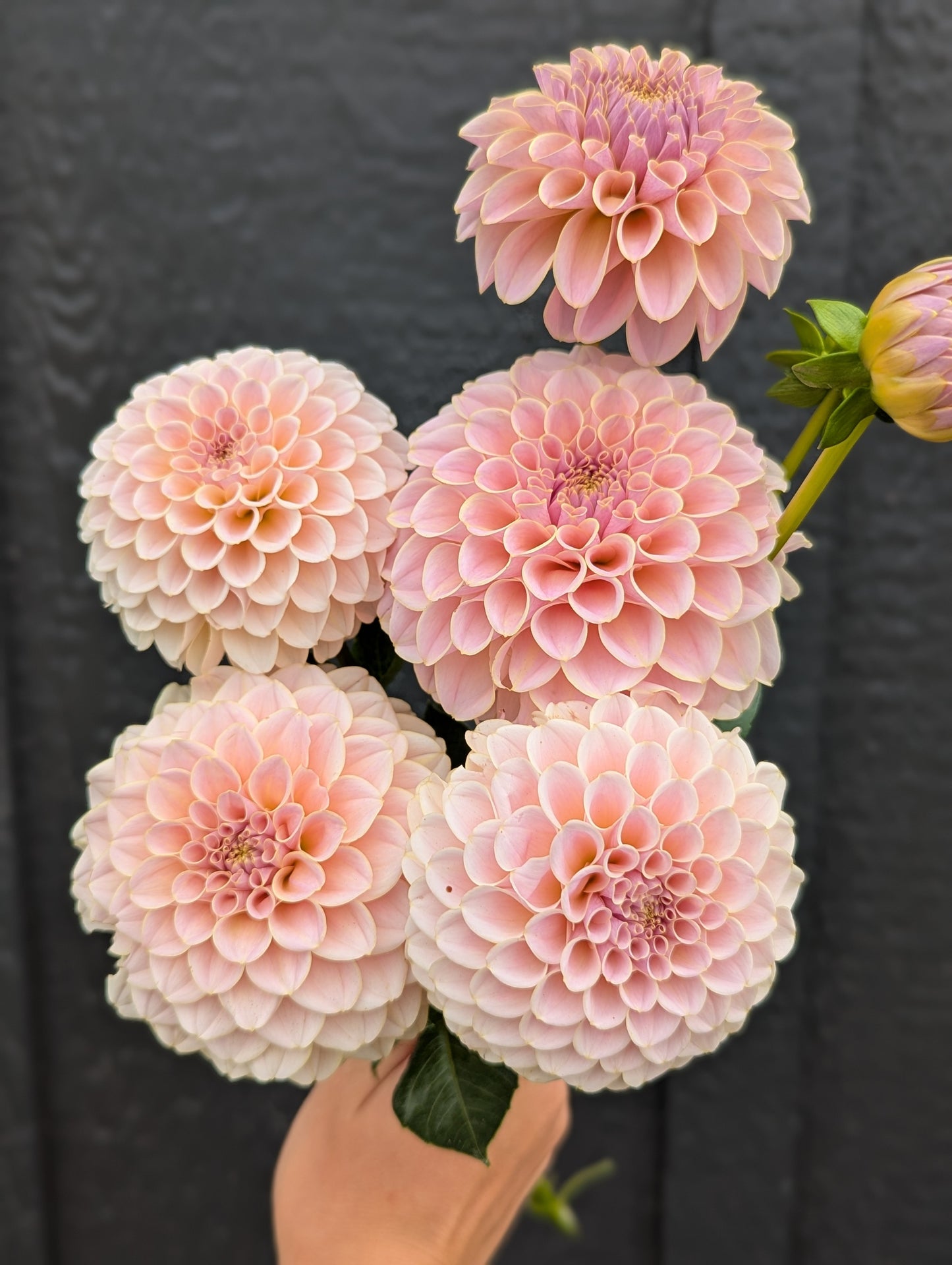 KA's® Cinder Rose