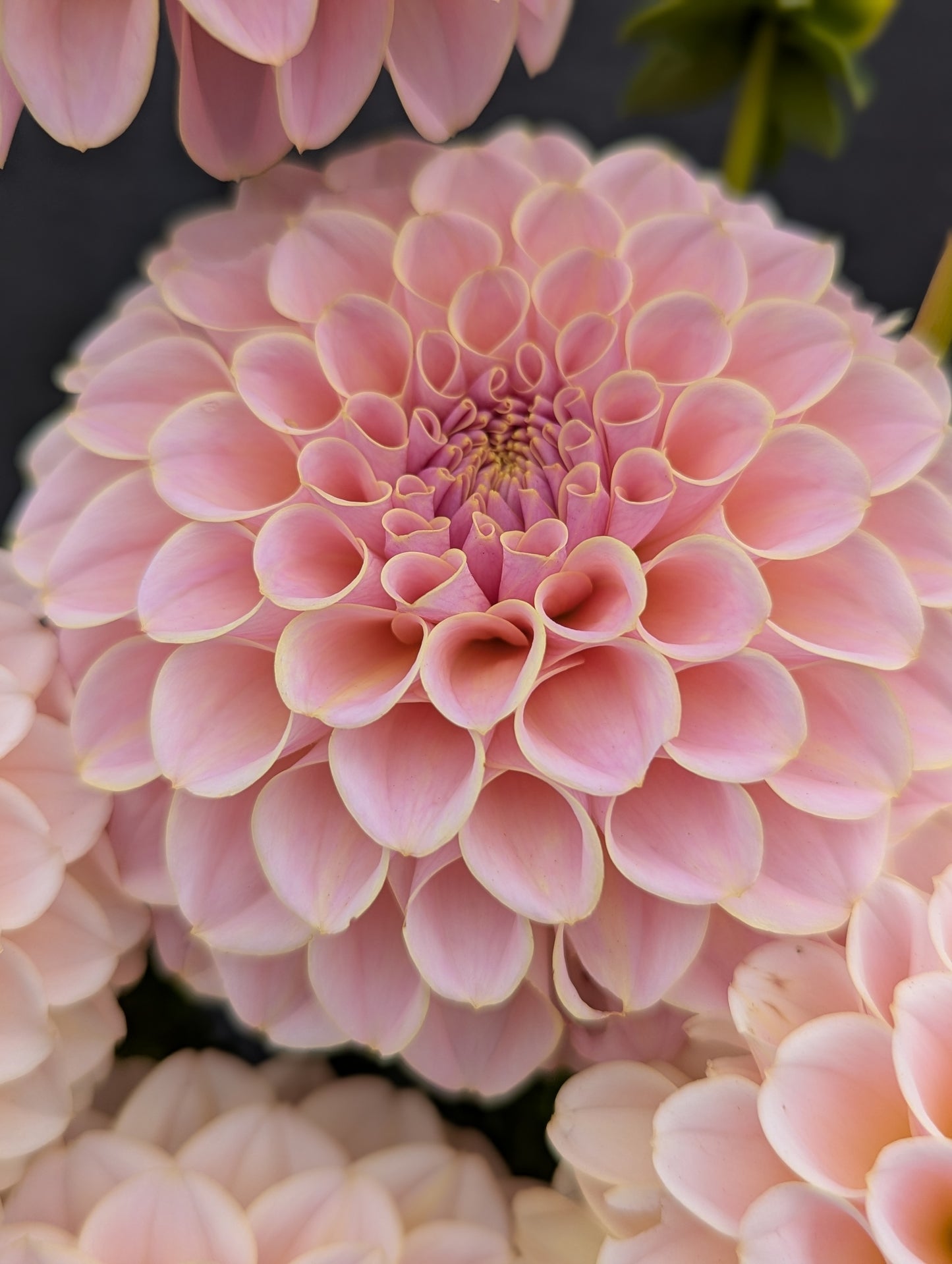 KA's® Cinder Rose