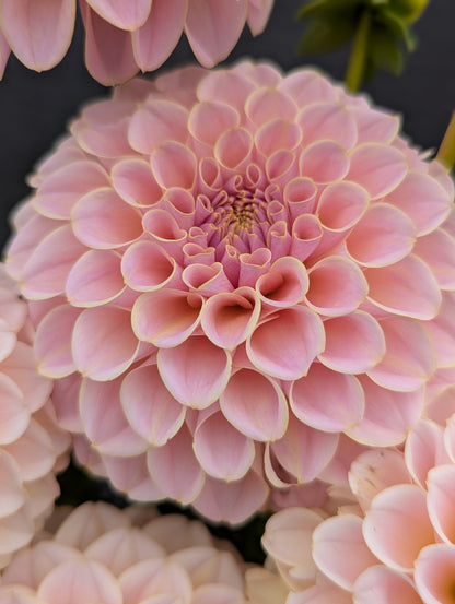 KA's® Cinder Rose
