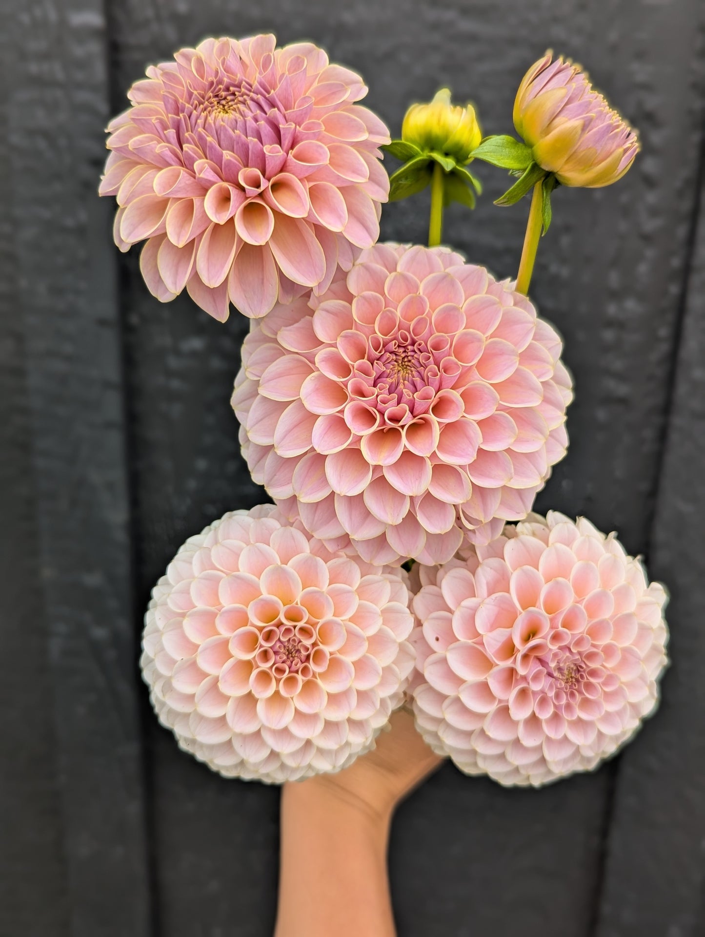 KA's® Cinder Rose