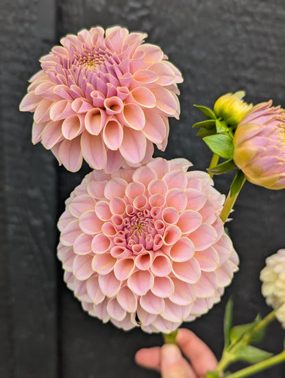 KA's® Cinder Rose