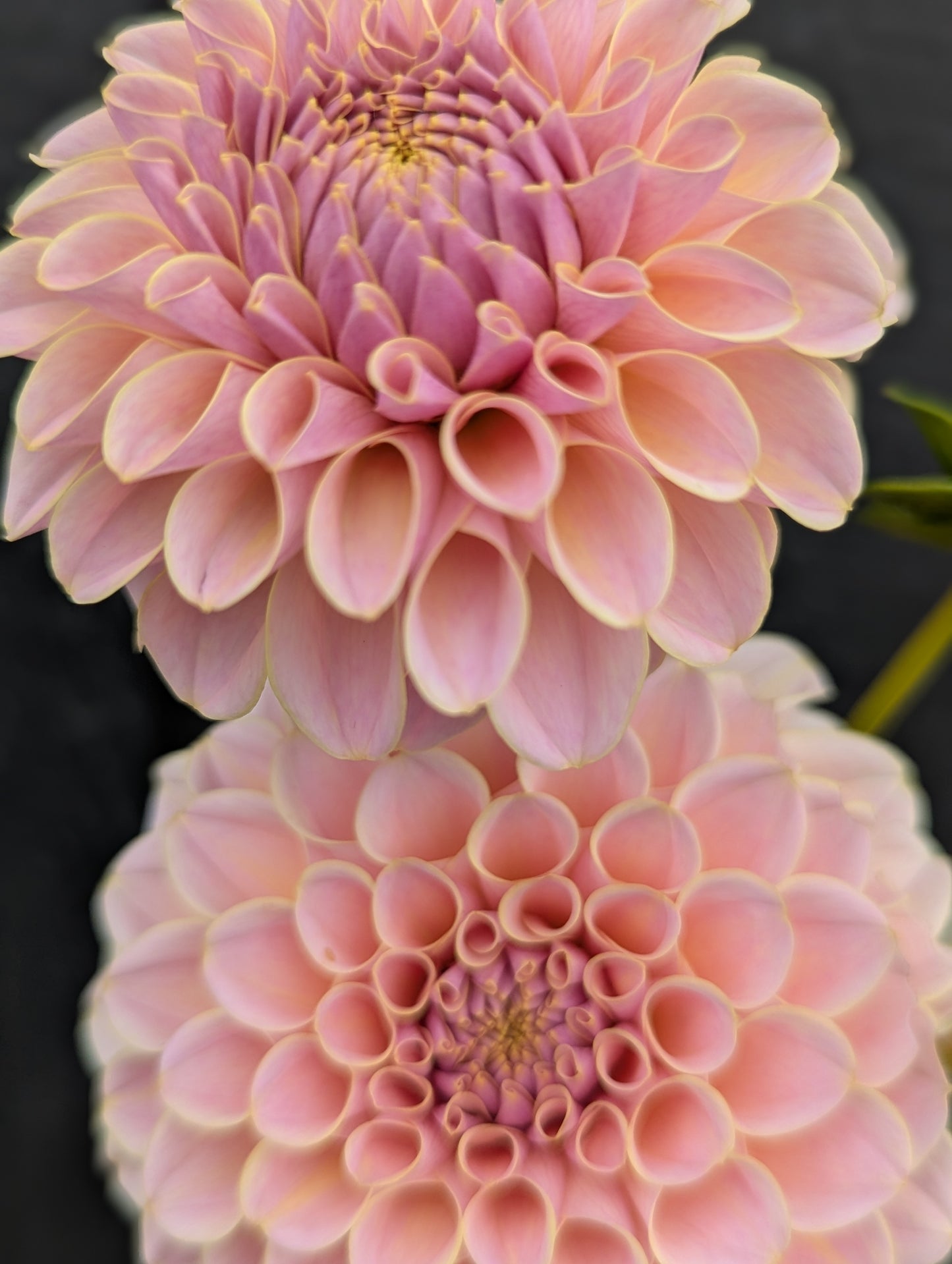KA's® Cinder Rose
