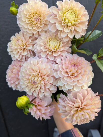 Levi's Revenant- Limit 1